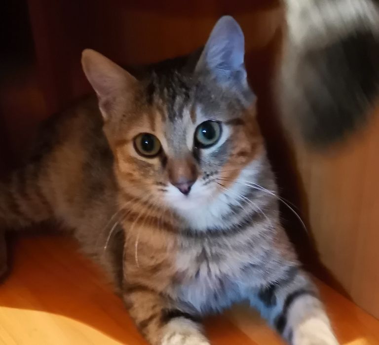 Котенок в добрые руки