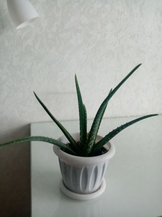 Алоэ вера растение.