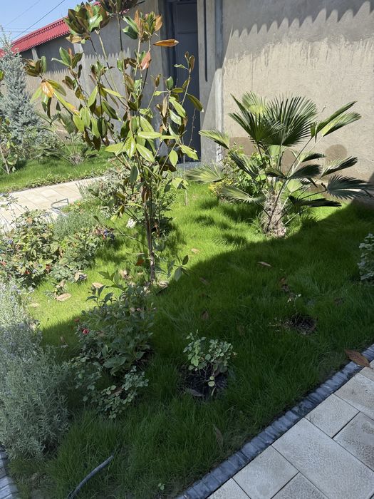 Газон газон газон