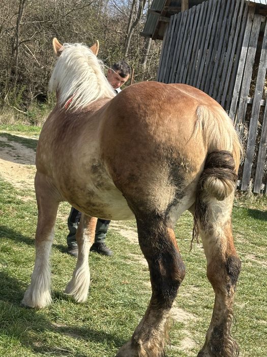 Vand manza de 3 ani gestanta