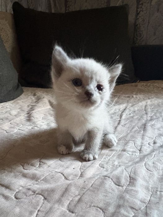 Милые котята бесплатно