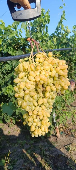 Heliodor vita de vie