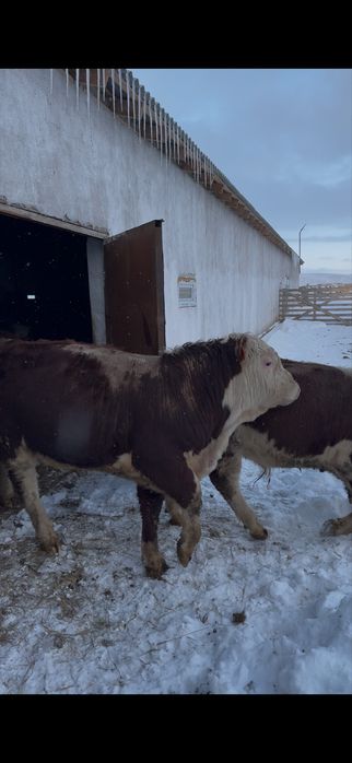 Ақ бас бык белоголовый