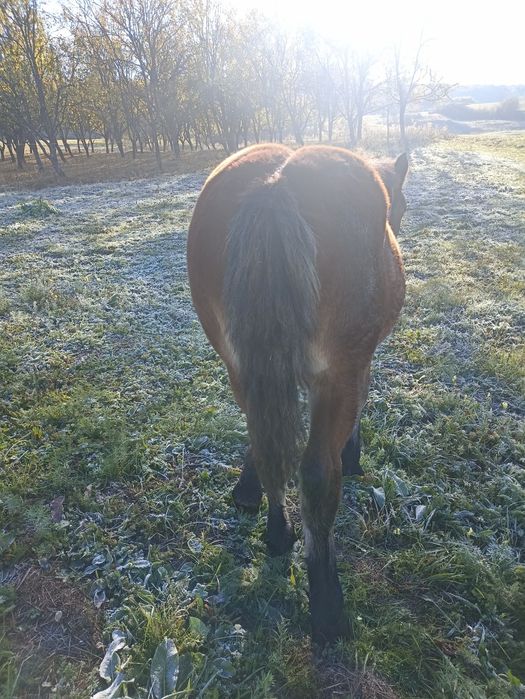 Vînd mînz de cinci luni.