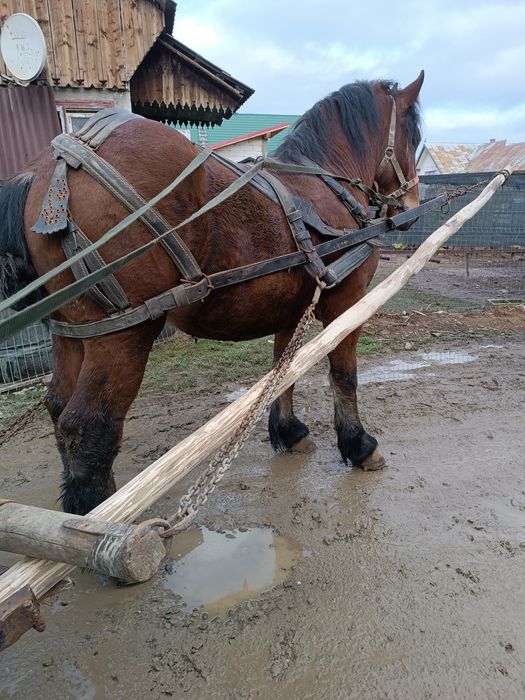 Vând mânz de 2 ani curat la picioare fara defecte tras sută la sută ma