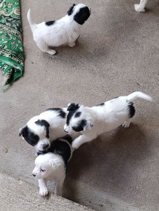 Подадат се малки кученца