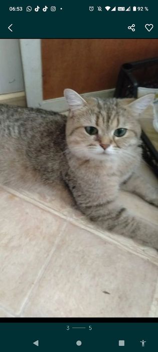 Котята окрас шиншила