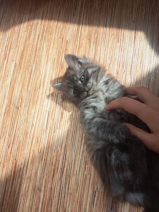 отдам в хорошие руки