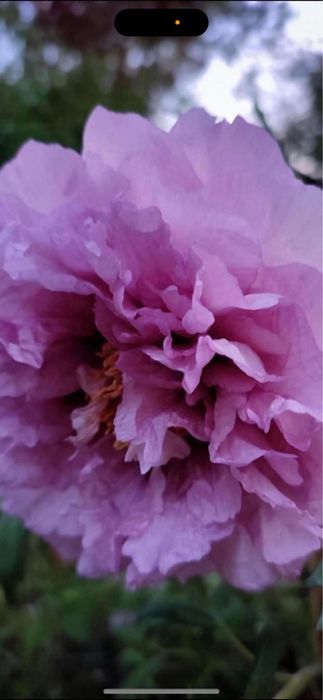 Rizomi dr bujori 25 lei buc