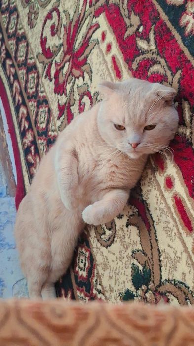 Шотладский вислоухий