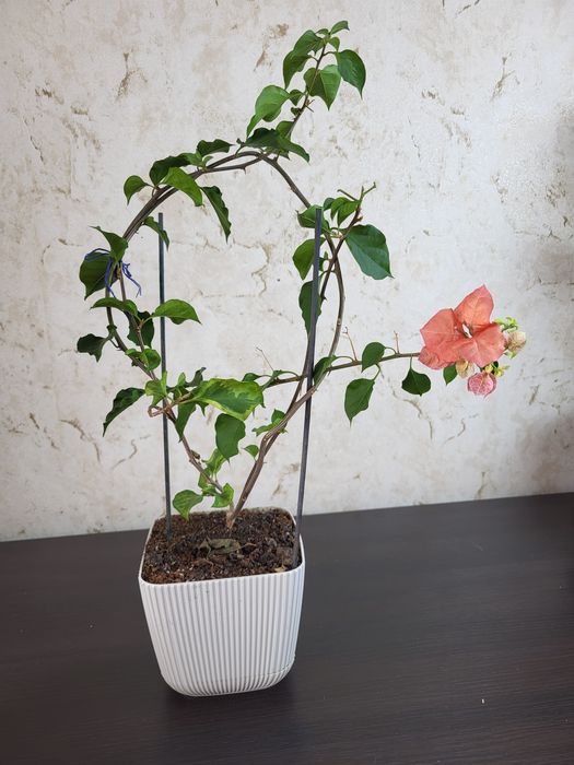 Бугенвилии  замиакулькас