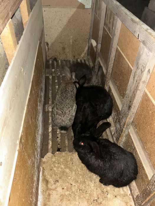 Еркек қояндар сатылады