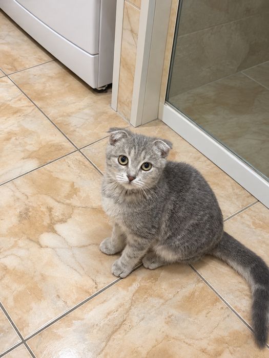 Отдам котенка девочку