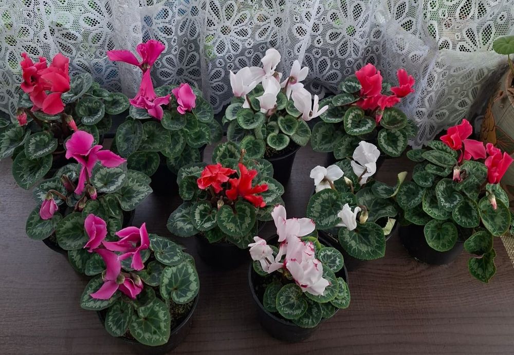 Продам Цикломены.