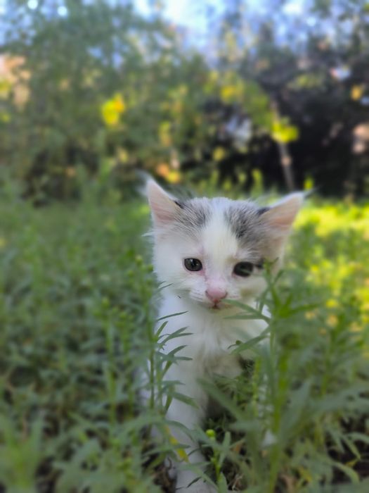 Котёнок в добрые руки
