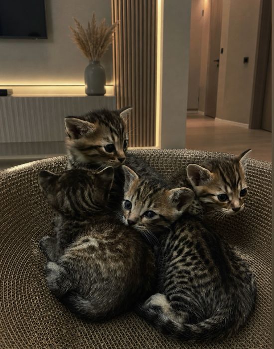 Бенгальские котята