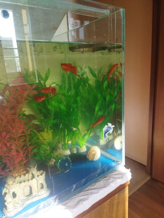 Аквариумные рыбки