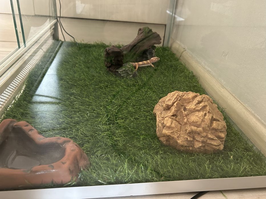 Эублефар с полным комплектом