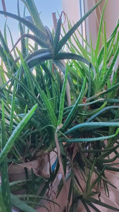 FLOARE pentru copii ALoe VERA Barbandensis