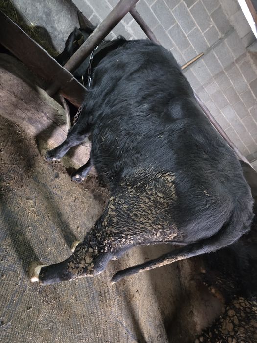 Продам Быка два года !