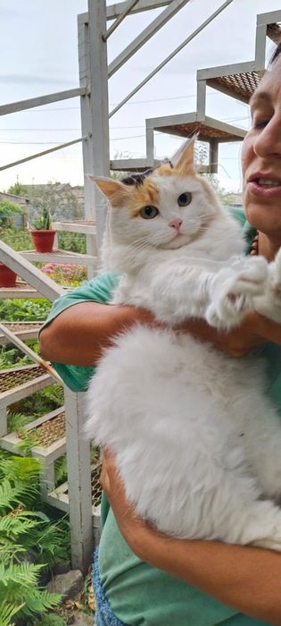 Кошка стерилизованная