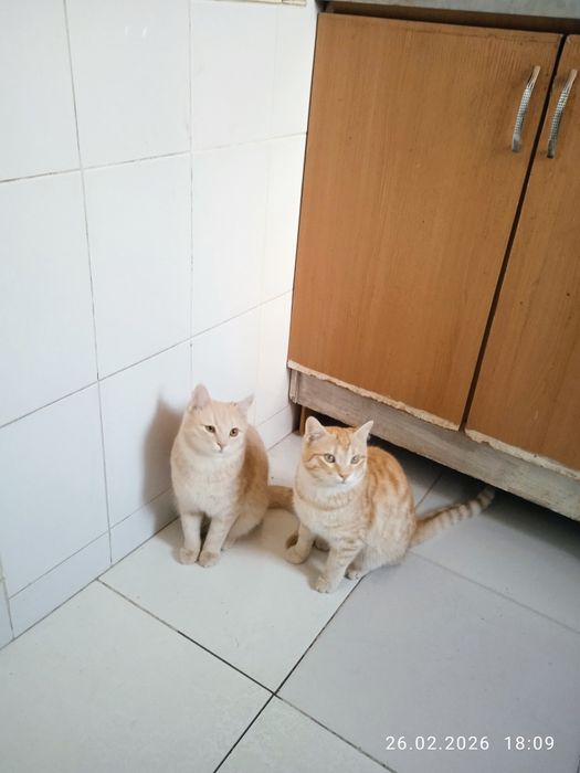 Роздам солнечно рыжых красивых котят!!!