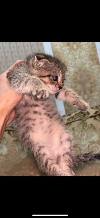 Scotish fold mushukcha sotuvda