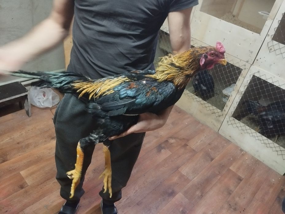 Дакан апрельский