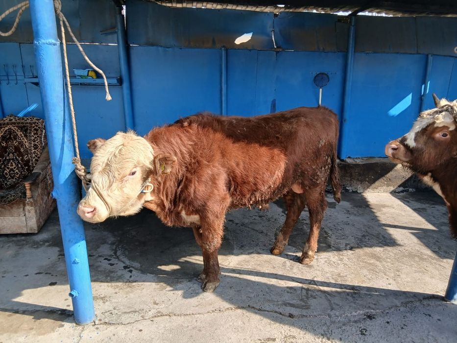 Продам двух бычков породистых!