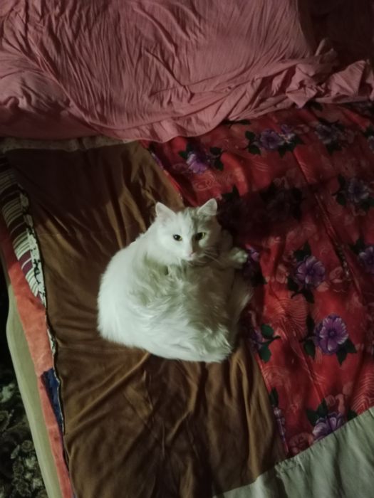 Отдам даром кошечку