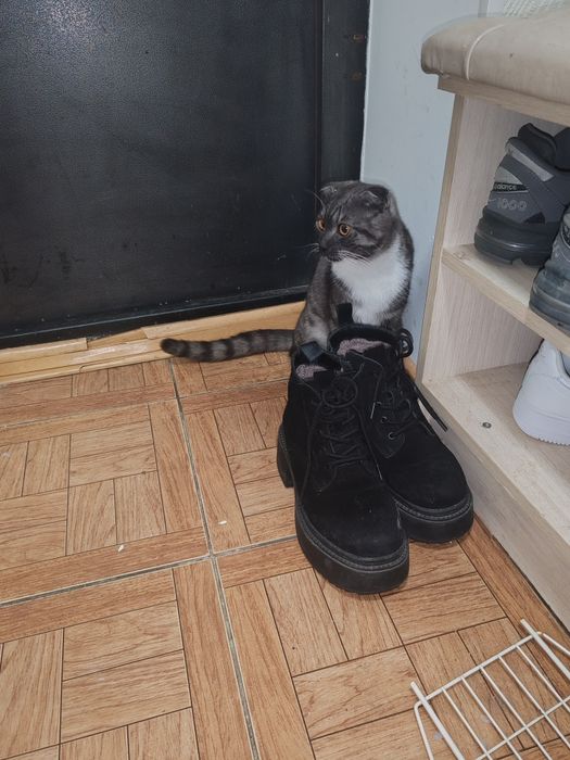продам молодой кот Том