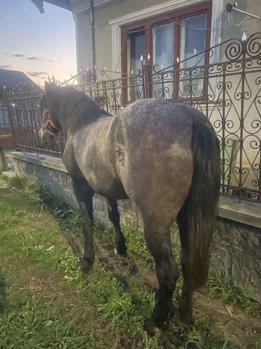 Vand manza de 2 ani