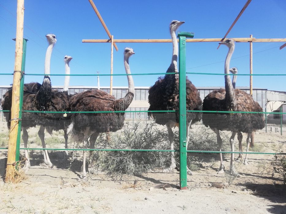 Туякуш tuyaqush.