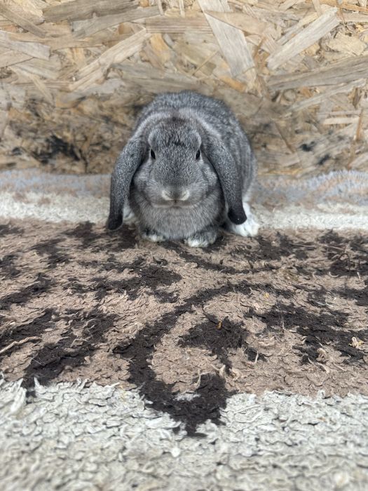 Iepuri pitic berbec german