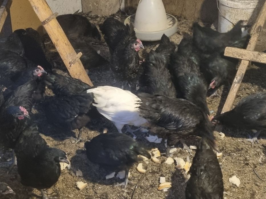 Australorp asustrolop