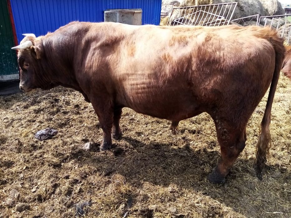 Бык. Продам быка. Быки