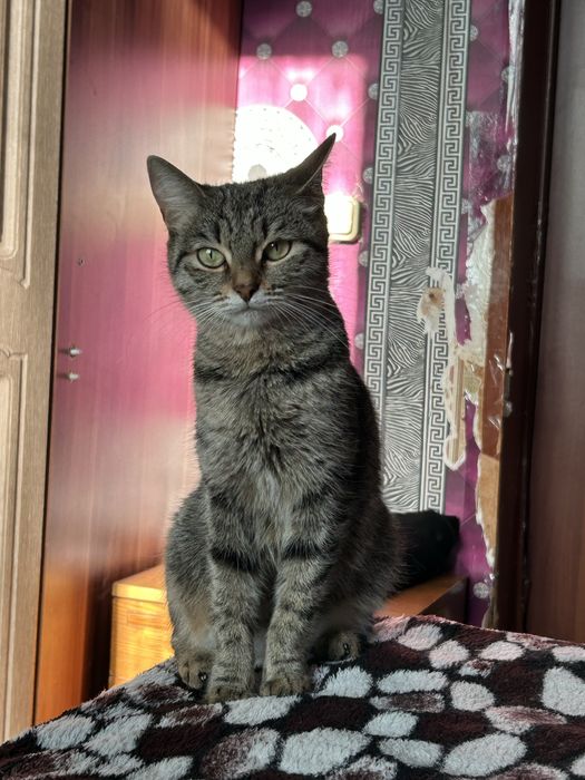 Продаю котят породистые