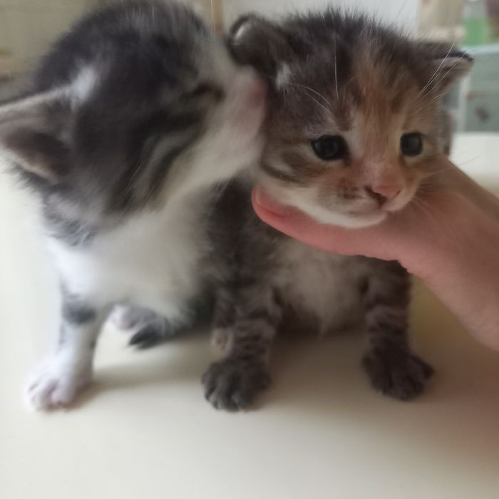 Вислоухие котята один месяц