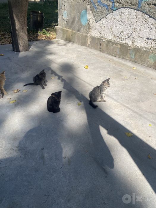 котята бесплатно