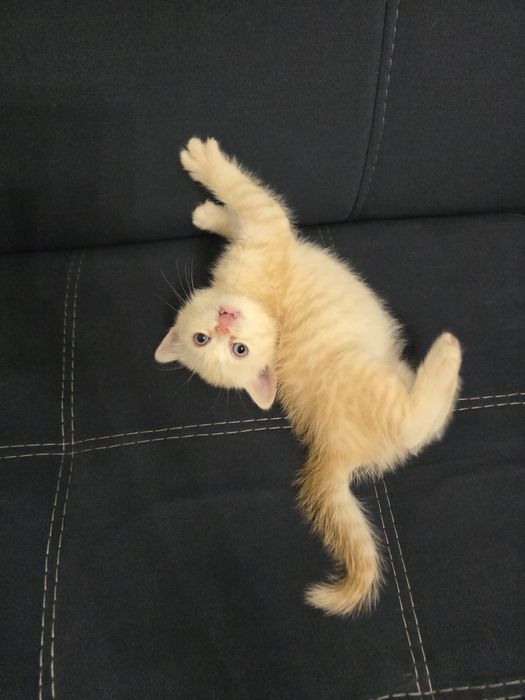 Британская короткошёрстная шиншилла