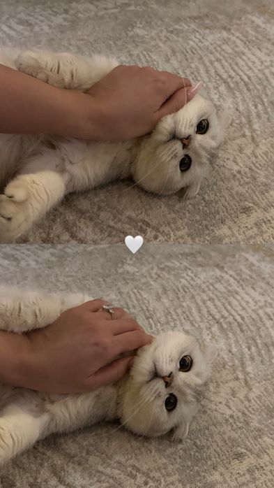 Серебристая шиншилла вязка