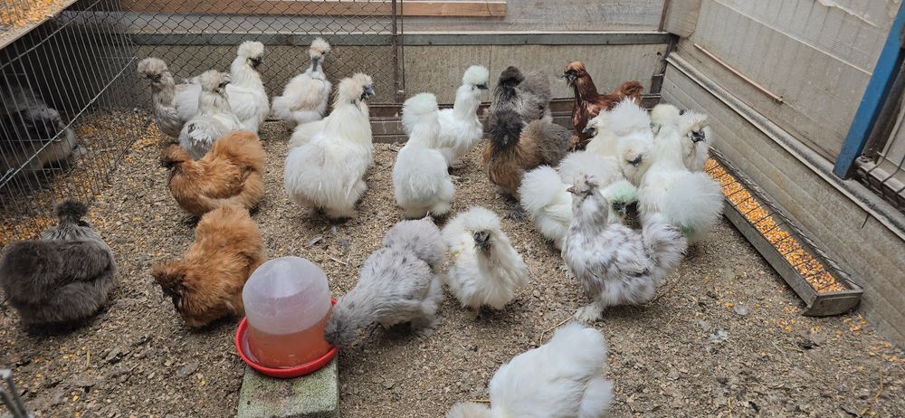 Matase japoneza tineret si adulte disponibile