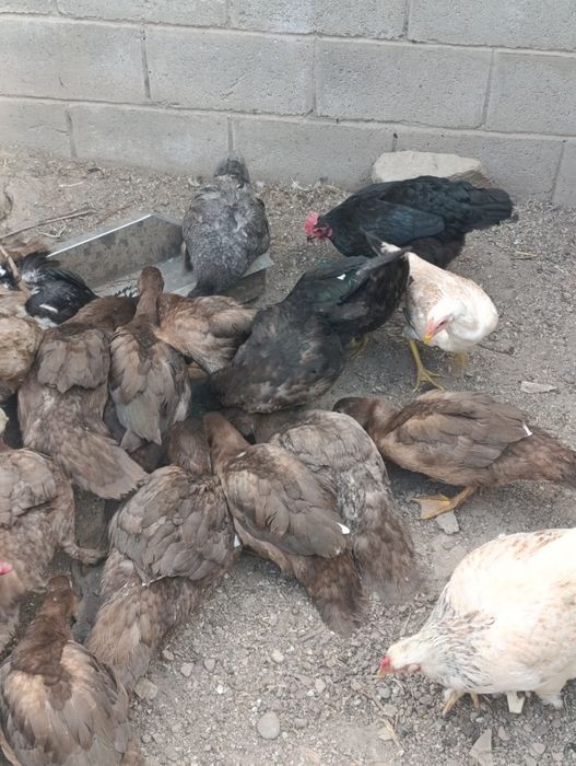 Продам утек и курей розного восвраста