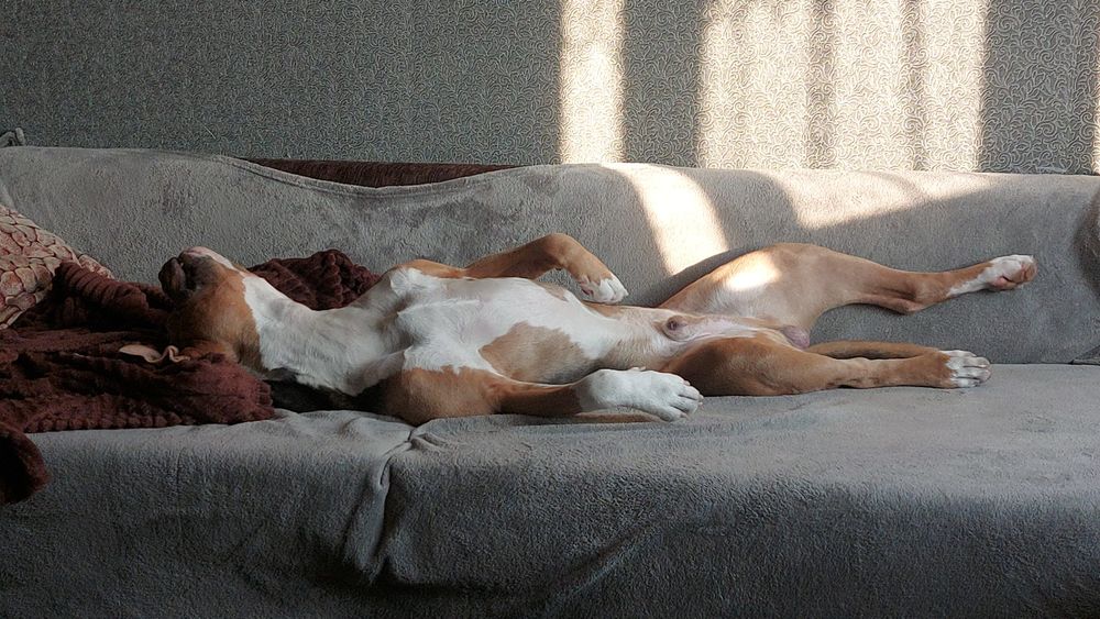 Американский стаффордширский терьер