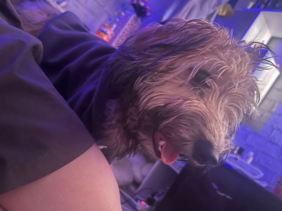 Отдам собаку бесплатно