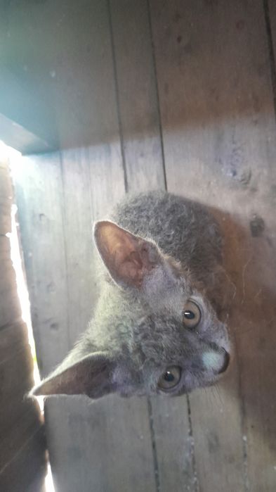 Пропал котёнок  кошка