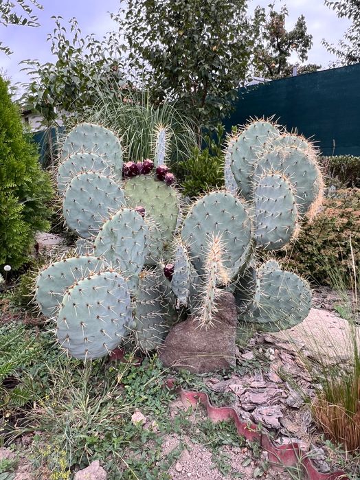 Студоустойчив кактус Опунция