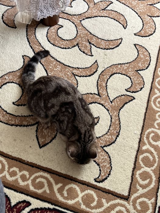 Кот шотландец девочка 6 месяцев.