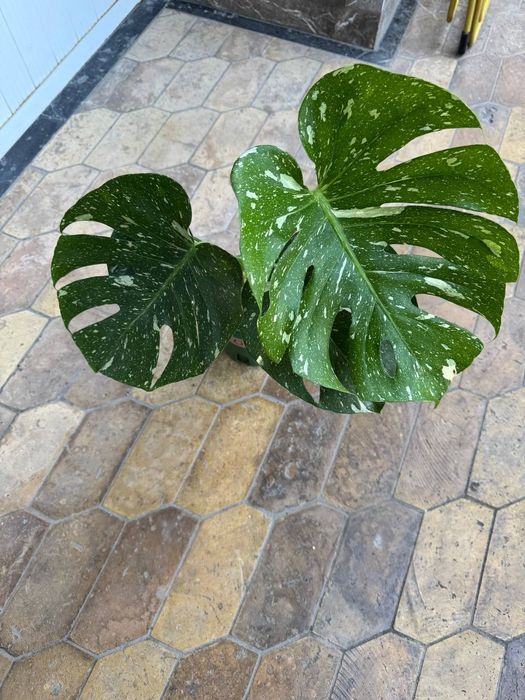 Комнатное растение Монстера тайское созвездие