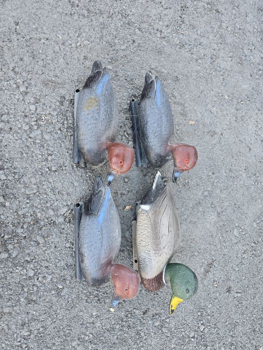 подсадные утки продам